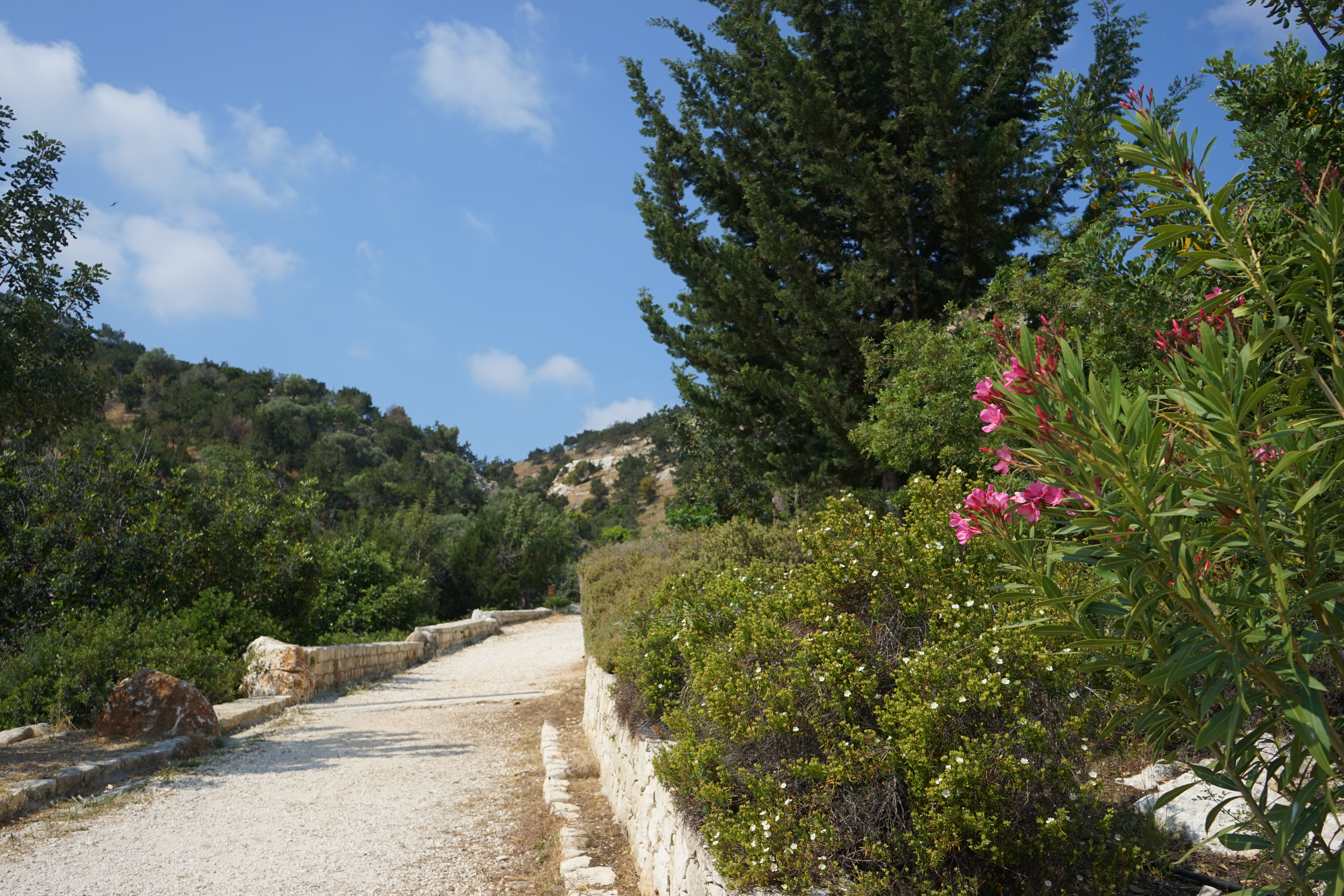 DSC07291 - 【キプロス パフォス】ここはリゾートと遺跡の街。一人旅してきた。