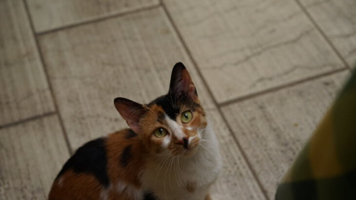 ケルキラの猫